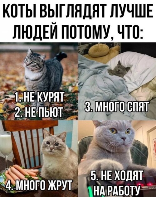Caqq32.jpeg
