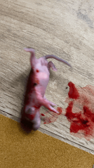 DSBV9Z.gif
