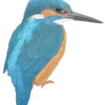 DseDj5