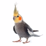 FcUJCP