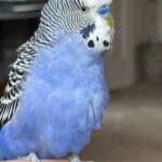 FcUVxi