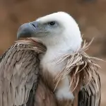 FcUzRr