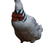 cCHp9Z