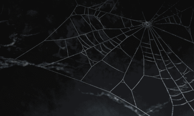 43568 Spider Web ezgif.com crop (1)
