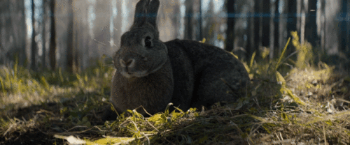 km2c8A.gif