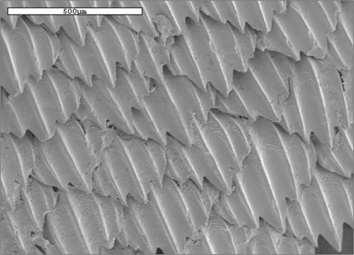 shark skin